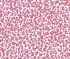 Quadrille - Bonaparte - 305082AWP - Pink Dark Pink