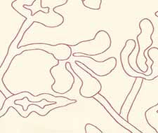 Alan Campbell - Potalla Outline - AP804L-02 - New Shrimp