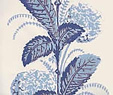 Quadrille - Climbing Hydrangea - 303303WP - French Blue