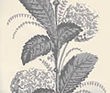Quadrille - Climbing Hydrangea - 303307WP - Gray