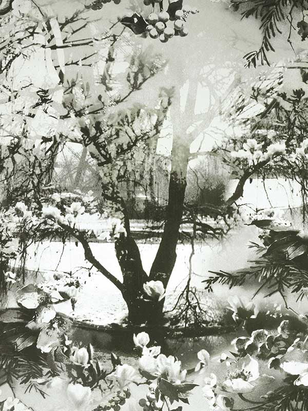 Scalamandre WH000013307 Brume Ecru Noir Wallpaper