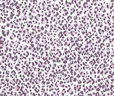 Quadrille - Bonaparte - 305085AWP - Lilac Purple