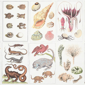 Schumacher - Bauhin - Document Multi - 5012090 - Wallpaper