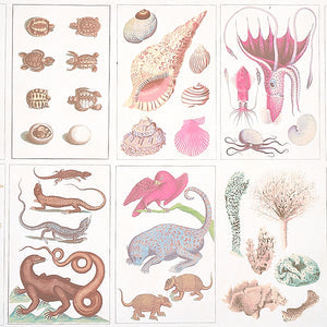 Schumacher - Bauhin - Soft Multi - 5012091 - Wallpaper